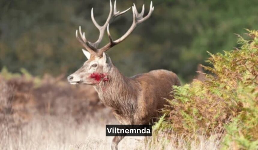 Viltnemnda