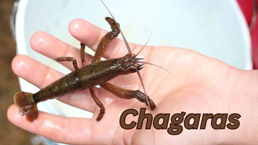 Chagaras