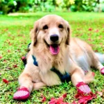 Dog Deserves the Best Shoes