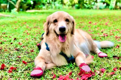 Dog Deserves the Best Shoes